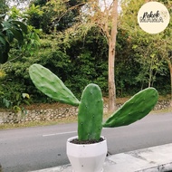 (POST EVERYDAY) CACTUS OPUNTIA / PRICKLY PEAR / NOPAL CACTUS