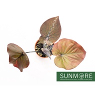 Sunmore | Caladium New hybrid Thailand /Keladi kacukan baru Thailand