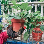 Pokok Strawberry Tanah Rendah