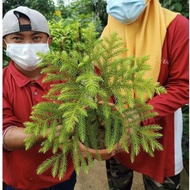 [Paling Horticulture Sdn Bhd] Pine Tree 松树 | Araucaria | Norfolk Island Pine | Pokok Hiasan Hidup