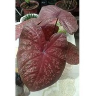 Caladium Seven Luck (Family of DM) RARE RARE