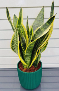 Potted Snake Plant (3-5 leaves) with FREE plastic pot, pebbles and garden soil (Indoor Plant, Real P