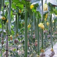 Super long luffa seeds