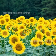 草花种子 油葵种子 矮向日葵 向日葵 观赏花卉 油葵籽 1件=