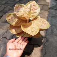 aglonema wulandari golden