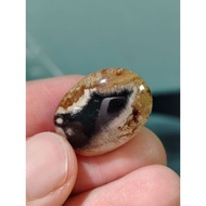 Fossil Gemunggal Oval Jantan Polished Premium Asli Rare Saiz 20 Sen Lama Sesuai Cincin Loket Batu Pu