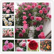Hot-selling Fast Shipping Rose Flower Seeds Climbing Vines Rose Flower Seeds All Year Round Flower C