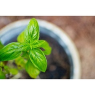 โหระพาใบใหญ่ โหระพาอิตาเลี่ยน เมล็ดพันธุ์ โหระพาฝรั่ง Italian Basil 50-400 เมล็ด [ซื้อ 10 แถม 1 คละไ