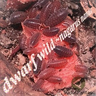 10 Dwarf Isopods ~nagurus nanus