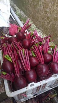 bit buah beet root fresh 1 kg berkualitas