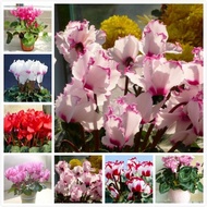 พร้อมสต็อกในประเทศไทย 50เมล็ด Mixed Colors Cyclamen Seeds Flower Seeds บอนสีหายาก เมล็ดพันธุ์ เป็นไม