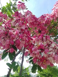 ขายส่ง 100 เมล็ด เมล็ดชัยพฤกษ์ Javanese Cassia ต้นไม้แห่งชัยชนะ ต้นซากุระเมืองไทย มีชื่อเรียกอย่างอื