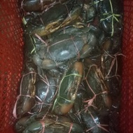 ketam bakau