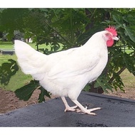 White Leghorn chicken hybrid/ EGG fertile 6biji