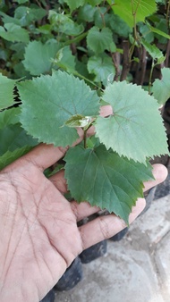 bibit anggur jenis rootstok import