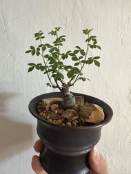 Commiphora sp ely念珠橄欖實生（小盆景）塊根植物，多肉植物