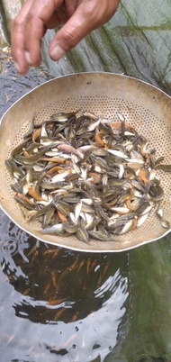 Nilem (Nilam), Benih Ikan / Bibit Ikan