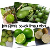 Pokok limau nipis biasa, limau nipis berjambak, limau nipis tiada biji, limau kerat lintang, limau telur buaya dll