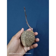 BENIH UBI TUM / UBI TOM / KENTANG ANGIN / POTATO AIR / UBI TAKUT BABI / POKOK