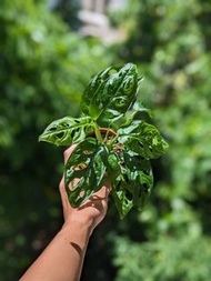 小龜背竹 Monstera Adansonii［另有Monstera龜背/philodendron綠絨/syngonium合果芋 /盆栽/植物/plants］