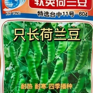 Dutch Bean Seeds Spring Summer Autumn Four Seasons Sowing Large Pods Vegetable Peas Peas Angle Seeds