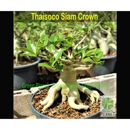 Adenium 富贵花 Thaisoco Siam Crown 5/10 Seeds-Benih-种子. Thailand Origin (Ready stock in Msia). Bunga Kemboja