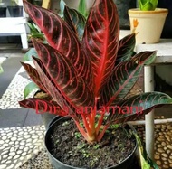 aglonema red of Sumatra asli