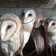 New Burhan/Burung Hantu Barn owl/Tyto alba/Pembasmi hama tikus