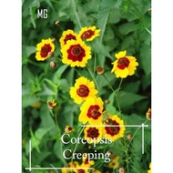 🌼 Creeping Coreopsis Seeds | 200 Seeds | Ground Cover | Pot Friendly | Golden Daisy Look