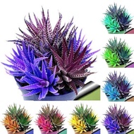 100pcs/Bag Rare Blossom Colorful Cactus Seeds Bonsai Succulent Cactus Aloe Seeds