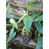 Philodendron Sagitifoluim (Live Plant)