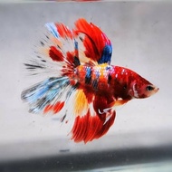 Halfmoon dumbo ear