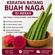 🌵 KERATAN BATANG BUAH NAGA ISI MERAH