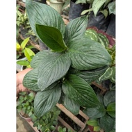 Peace Lily Sensation Regular Pots & Planters