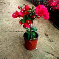 Spring Bougainvillea Seedlings Bougainvillea Flowers Indoor Balcony Plant Potted Balcony Field Cul