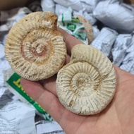 Pure Natural Original Ecological Ammonite Fossil Specimen Natural Original Leather No Polishing Suit