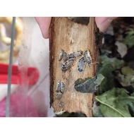 Isopods terrarium cleaner