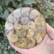 Style Natural Parrot Snail Fossil Snail Plate Feng Shui Collection Jade Ammonite Tea Coaster Compass
