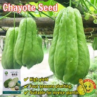High Yield Chayote Seeds for Planting Vegetable Seeds 25pcs 佛手瓜种子Chayote Melon Seeds Benih Sayur Say