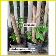 ◵ ۞ ◊ Kakawate Madre De Cacao Leaves / Cuttings 200g