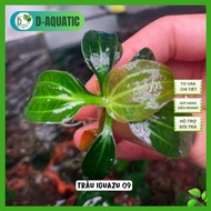 Betel 09 5 leaves or more - Betel iguazu 09 lowers water) - super good NO3 suction for shrimp tanks,