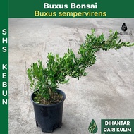 Pokok Hiasan Pokok Bonsai Buxus Bonsai Boxwood Plant Live Plant Outdoor Plant SHS Kebun