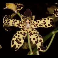 Grammatophyllum Measuranium