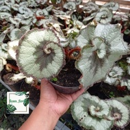 Tanaman Hias Begonia keong