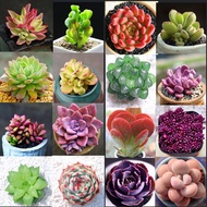 [High Germination] Good Quality Mixed Rare Succulent Seeds for Sale (100 seeds/pack)丨Bonsai Seeds for Planting Flowers Potted Succulents Live Plants Ornamental Plant Seeds Garden Flower Seeds Easy To Grow Singapore Indoor and Oudoor Real Air Plants