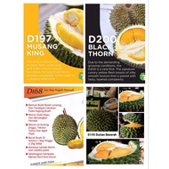 KKB Anak Pokok Durian; Beserah D145, Musang King D197, D168 IOI, D200 Blackthorn Duri Hitam