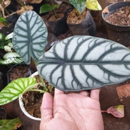 alocasia silver dragon tanaman