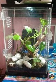 Kandang Tetarium Akrilik Vivarium Tarantula
