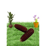 MERAH Hamster Bites - Dried Corn with Red Mangosteen