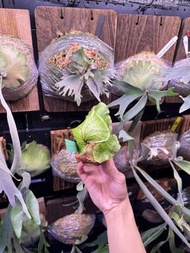 皇冠鹿角蕨孢子苗